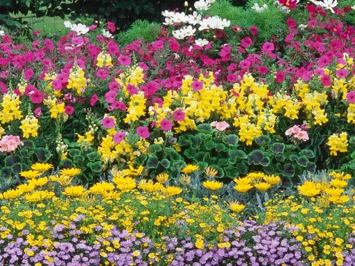 Un parterre coloré de plante extérieur : roses, jaunes, blancs et violets.