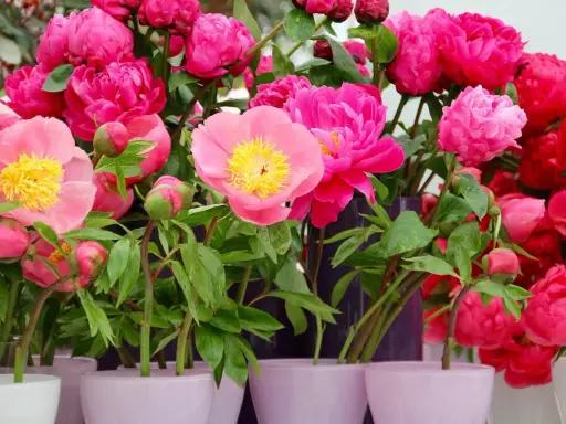 Un bouquet de pivoines en pot, aux teintes roses et rouges éclatantes, avec des boutons encore fermés.