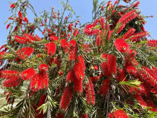 Arbre aux fleurs rouges vives, ressemblant à un rince bouteille.