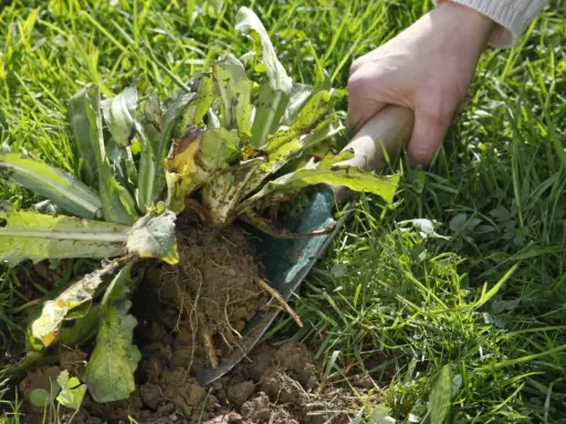 Main d'une personne arrachant une mauvaise herbe piquante avec une pelle. Les racines sont visibles dans la terre.