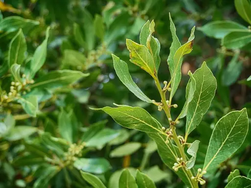 Gros plan sur des feuilles de laurier vertes, prêtes à tailler une haie de laurier trop large.