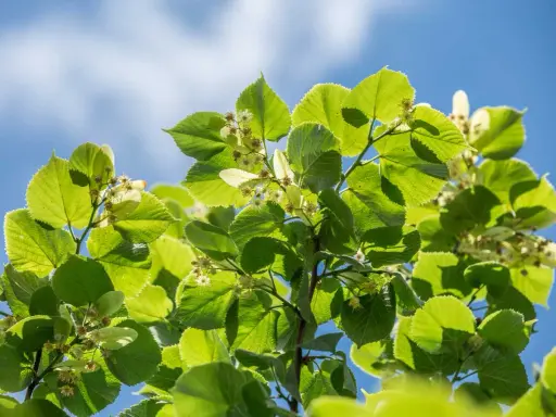 Feuilles vertes et petites fleurs de tilleul sous un ciel bleu. Idéal pour savoir quand cueillir le tilleul.