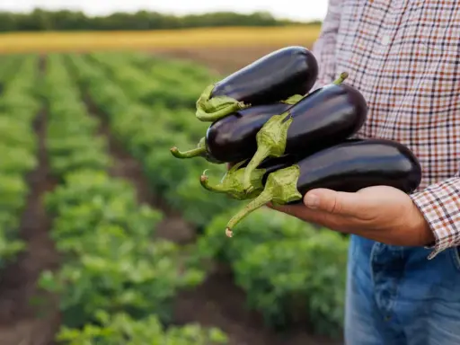 Main d'un agriculteur tenant plusieurs aubergines fraîchement cueillies dans son potager.