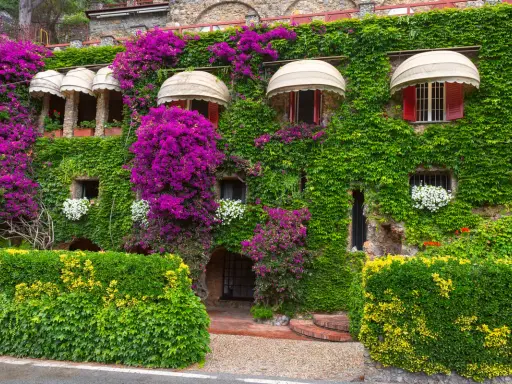 Une **plante grimpante mur** luxuriante habille une maison de pierre, ornée de bougainvilliers violets éclatants et de petites fleurs blanches.