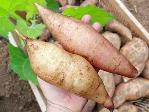 Deux poires de terre fraîchement récoltées, prêtes pour la culture. Leurs formes allongées et leurs teintes terreuses témoignent d'une belle poire de terre culture.