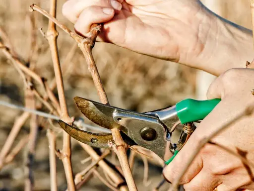 Mains tenant un sécateur vert pour montrer comment tailler la vigne, coupant une branche sèche.