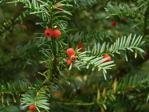 Gros plan sur des baies rouges vives sur un if vert foncé. Idéal pour savoir comment tailler un if trop haut.