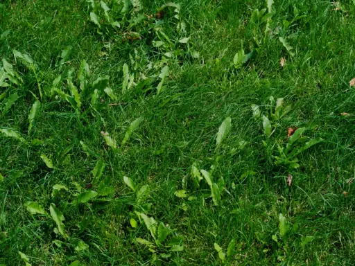 Un tableau des mauvaises herbes envahit cette pelouse verte. Des feuilles dentelées se mêlent à l'herbe dense, créant un tapis naturel.