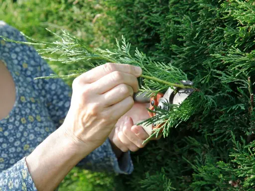 Mains coupant une branche de cyprès trop haute avec un sécateur. Le feuillage vert dense contraste avec la robe fleurie de la personne.