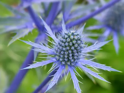 Gros plan sur un chardon bleu aux épines bleues et pointues, se détachant sur un fond vert flou.