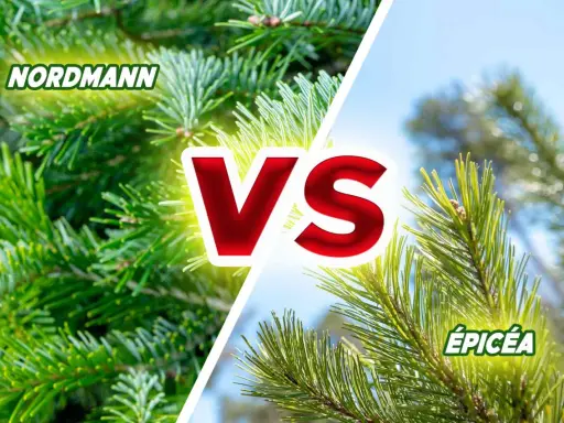 Comparaison entre le sapin Nordmann et l'épicéa, deux conifères populaires pour les fêtes.