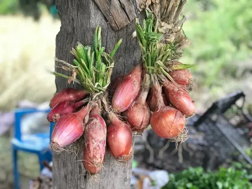 Deux bouquets d'échalotes rouges, prêtes à être arrachées, pendent sur un tronc d'arbre.