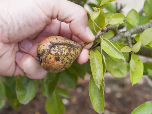Main d'une personne tenant une poire affectée par la maladie du poirier, avec des taches brunes et des craquelures sur la peau.