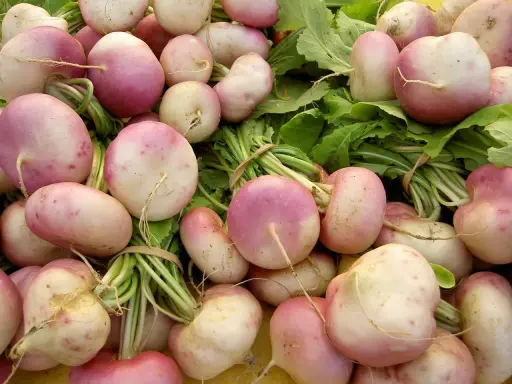 Gros plan sur une récolte de navets roses et blancs, prêts à être semés ou cuisinés.