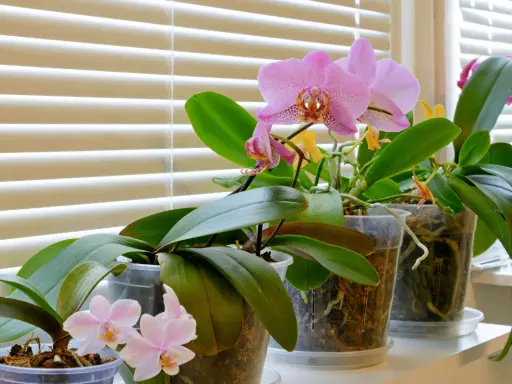 Plusieurs orchidées en pot, certaines avec des fleurs roses et jaunes, se tiennent sur un rebord de fenêtre derrière des stores. Une bouture orchidée dans l'eau attend de prendre racine.