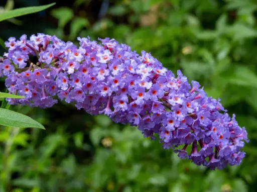 Grappe de fleurs violettes d'un arbre à papillon taille, avec de petits cœurs orange au centre de chaque fleur.