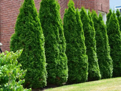 Une haie de thuyas verts et denses borde une maison en briques. Le printemps est idéal pour savoir quand tailler les thuyas afin de maintenir leur forme.