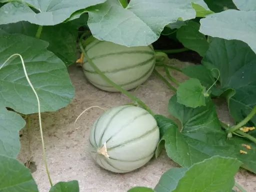 Deux jeunes melons, encore pâles et striés de vert, poussent sur leur plan.