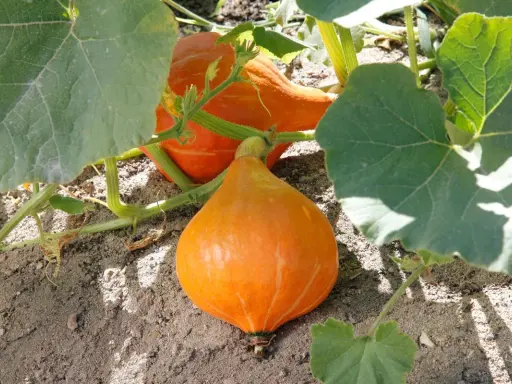 Deux potimarrons orange vif poussent sur leur pied, entourés de grandes feuilles vertes.