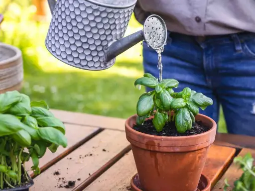 Arrosage basilic en pot, avec une arrosoir en métal. Les feuilles vertes et fraîches du basilic sont arrosées.