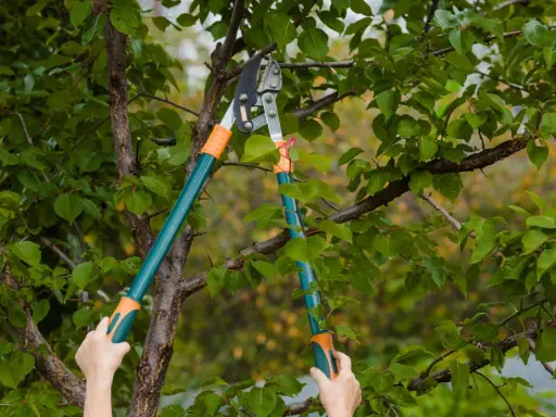 Des mains tiennent un sécateur pour apprendre comment élaguer un arbre, coupant une branche feuillue.