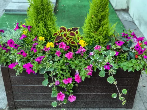 Jardinière débordante de fleurs roses et jaunes, avec des conifères et des feuilles colorées. Un bel arrangement de plantes pour jardinière toute l'année.