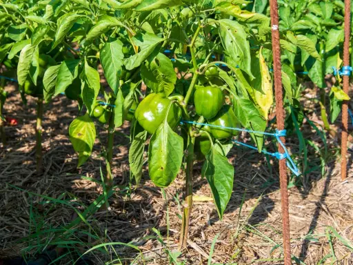 Poivron plantation en pleine croissance, avec des poivrons verts brillants sur des tiges soutenues par des piquets.