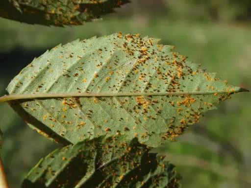 Feuille de rosier atteinte par la rouille, présentant de petites pustules orange et brunes sur sa surface verte.