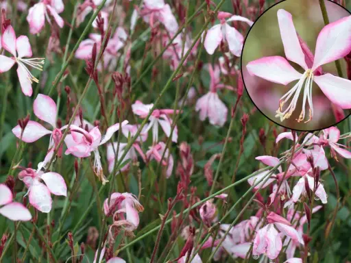 Fleurs de gaura rouge, délicates et rosées, parsemées de gouttes de pluie. L'entretien de ces beautés est simple pour un jardin éclatant.