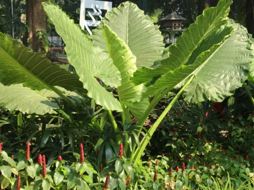 Plante à grosse feuille extérieure, ses larges feuilles vertes dominent un parterre de fleurs rouges.