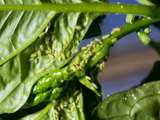 Des pucerons verts infestent une tige et des feuilles de plante. Un traitement puceron est nécessaire pour sauver le végétal.