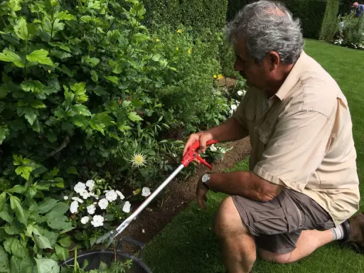 Un jardinier utilise un sécateur pour apprendre comment couper les roses fanées et entretenir son jardin fleuri.