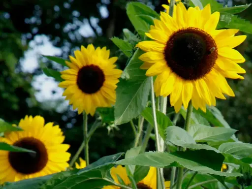 Un tournesol en pot, avec ses pétales jaunes éclatants et son cœur brun, attire un petit insecte. D'autres tournesols sont visibles en arrière-plan.