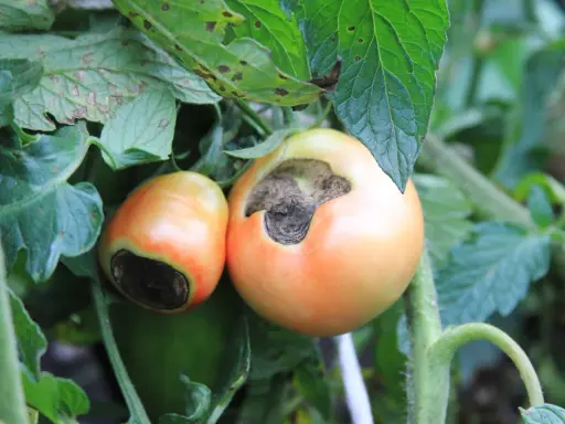 Deux tomates sur pied, l'une avec une tache noire sur le dessous, un signe de la pourriture apicale, ou "tomate cul noir".