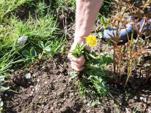 Main arrachant une **mauvaise herbe envahissante** avec sa fleur jaune, près de jeunes pousses de pivoines.