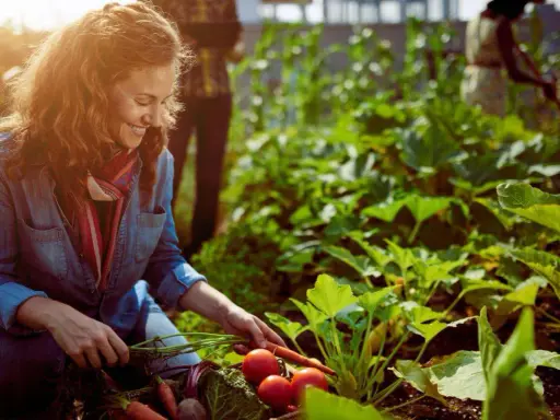 Une femme souriante récolte des carottes et des tomates dans un potager sans entretien. L'abondance des légumes suggère une récolte facile et généreuse.