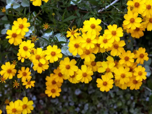 Un bouquet de soucis fleurs jaunes éclatantes illumine le feuillage sombre.