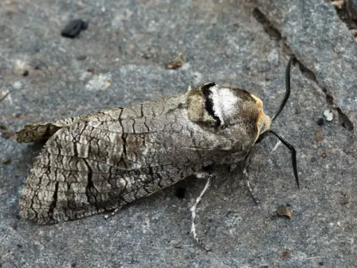 Papillon cossus, camouflage parfait sur le bois. Un danger pour les arbres, mais une merveille pour les yeux.