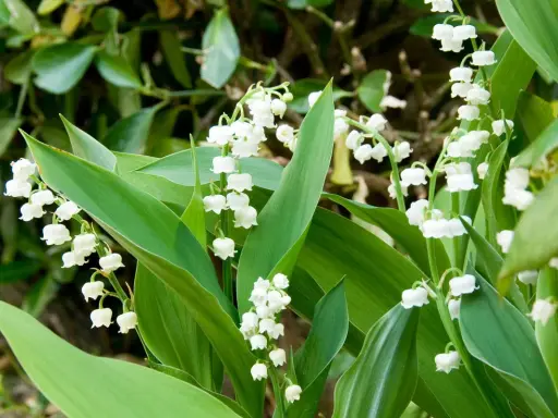 Des clochettes blanches délicates de muguet, parfaites pour savoir où planter muguet au printemps.