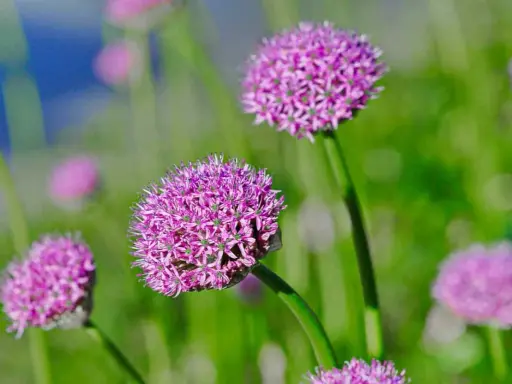 Fleurs d'ail pourpres en gros plan, évoquant la beauté naturelle et le désir de savoir comment faire grossir l'ail pour des récoltes abondantes.