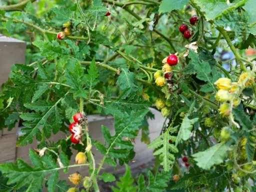 Plantes de morelle de Balbis avec des baies rouges et jaunes mûres, des feuilles découpées et des tiges épineuses.