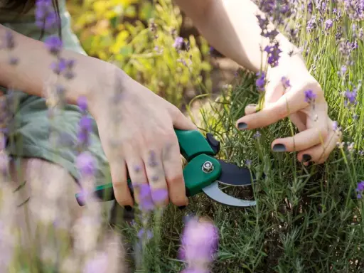 Mains coupant de la lavande avec des ciseaux verts. Les fleurs violettes et les tiges vertes sont visibles.