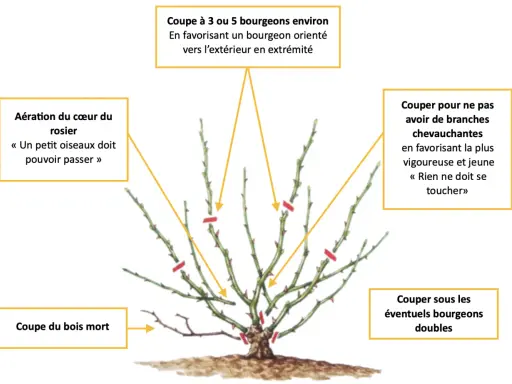 Illustration de la taille d'un rosier grimpant : aérer le cœur, couper le bois mort, et choisir les bourgeons pour une belle croissance.