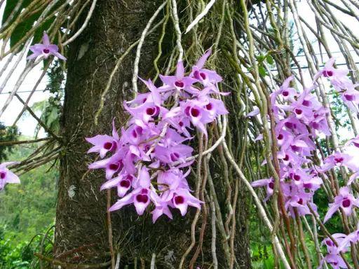 Grappe de fleurs orchidées violettes, une plante épiphyte, s'épanouissant sur un tronc d'arbre couvert de racines aériennes.
