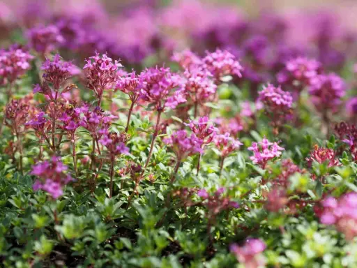Champ de thym serpolet aux fleurs roses et violettes, avec un feuillage vert dense.