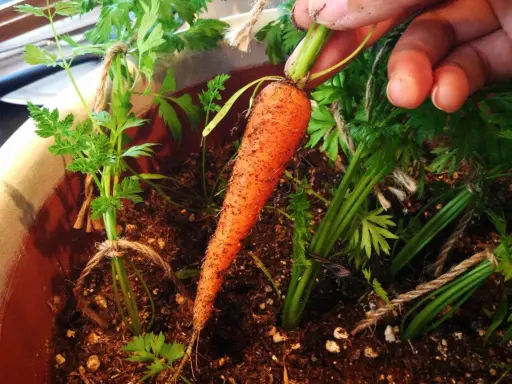 Une main extrait une carotte fraîchement récoltée de son pot. Les semis de carottes poussent bien, leurs fanes vertes bien visibles.