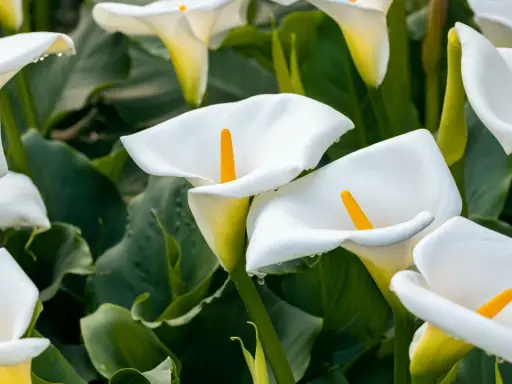 Un par d'arum blanc, leurs pétales immaculés ornés de perles de rosée, se dressent fièrement parmi le feuillage luxuriant.