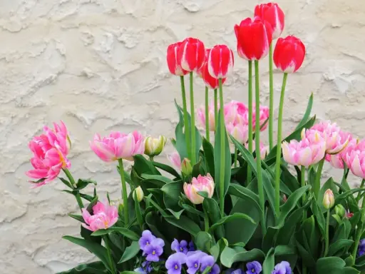Magnifique jardinière printanière : tulipes roses et rouges, pensées violettes. Idéal pour apprendre comment planter des tulipes en jardinière.