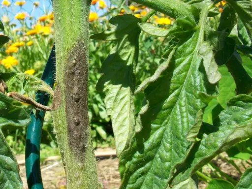 Tige de tomate atteinte par le mildiou, avec des feuilles vertes et un fond de fleurs jaunes.