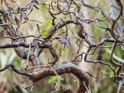 Gros plan sur les branches torsadées d'un saule tortueux, certaines portant des chatons discrets.